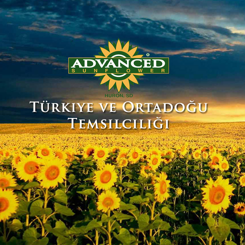 Advanced Sunflower